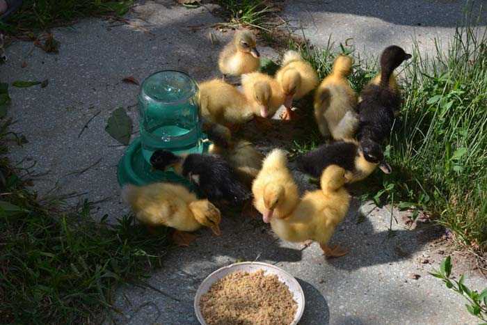 чим годувати качок щоб швидко росли - склад комбікорму