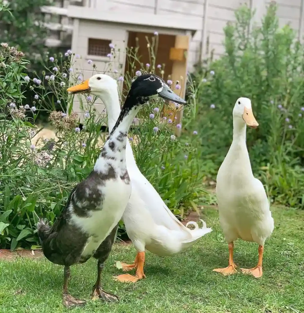 Група качок, включаючи білих, чорноголових та сорокових різновидів, біля качиного будинку з фіолетовими квітами