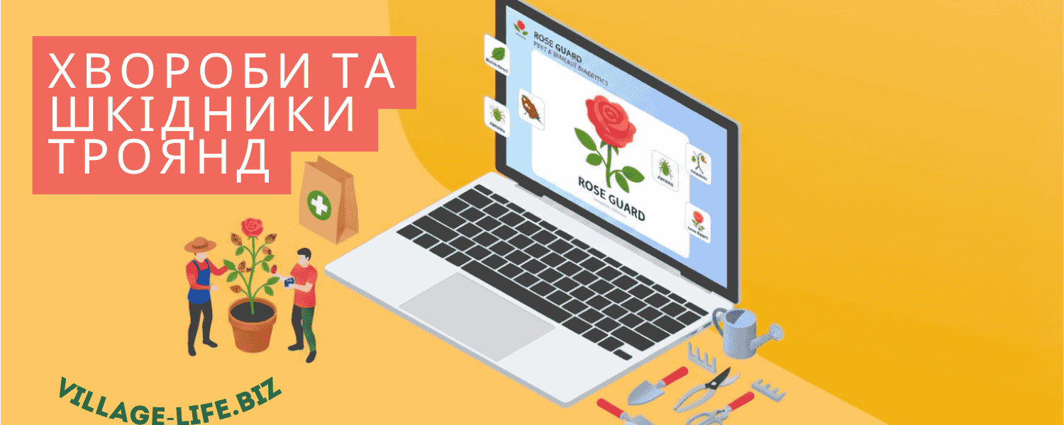 Хвороби та шкідники троянд