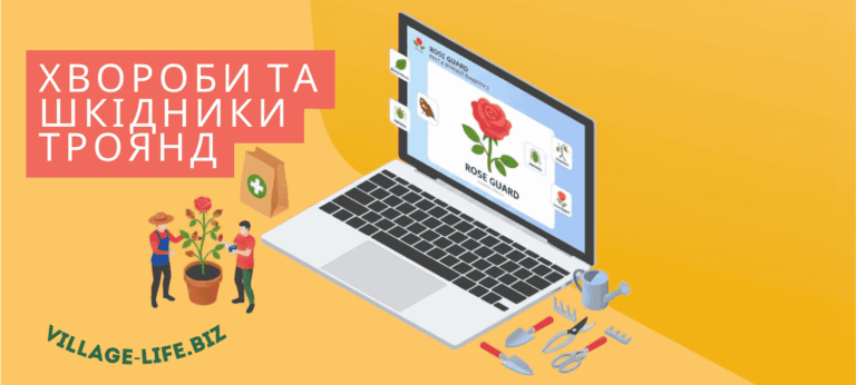 10 бід, які підстерігають троянди в кінці літа: терміново вживайте заходів