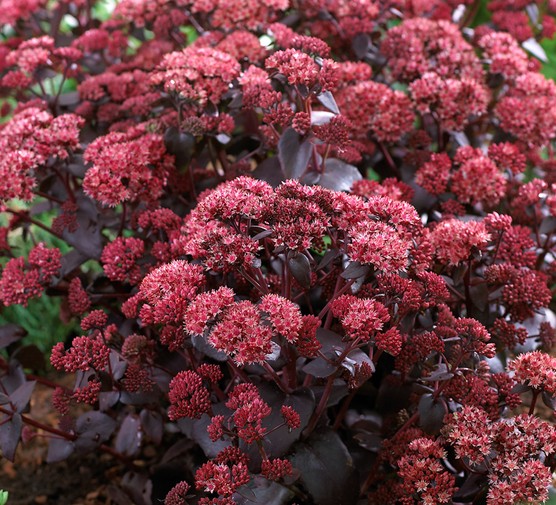 Кращі партнери для увулярії