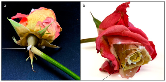 Вірус смугастості троянди