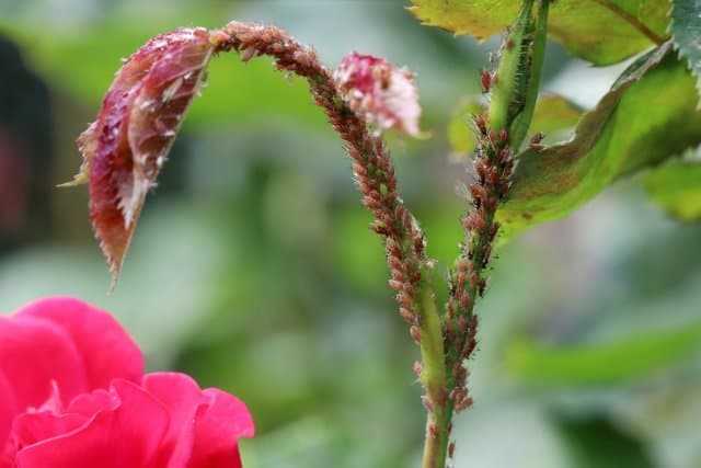 хвороби та шкідники троянд - розана попелиця