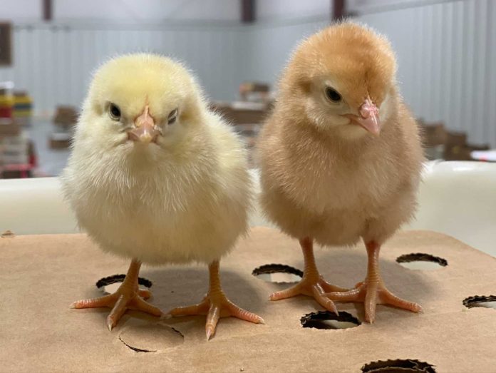 Особливості вирощування бройлерів - догляд за курчатами з перших днів