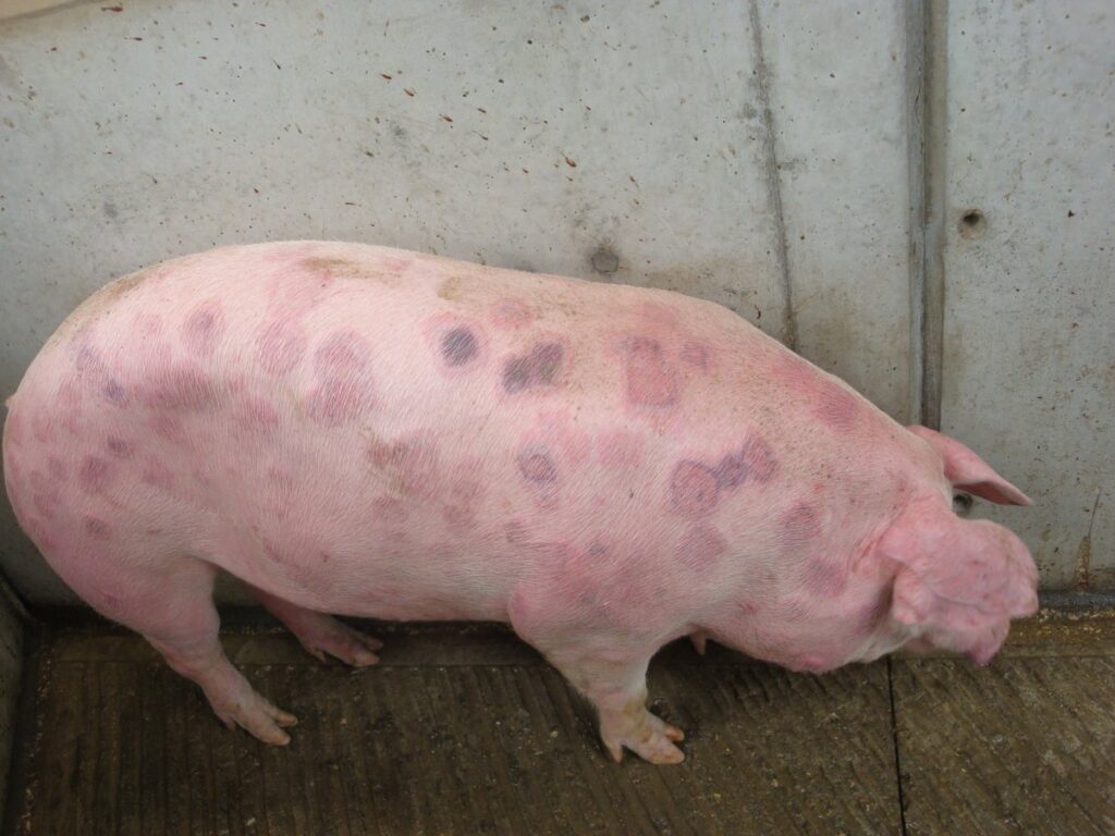 Пика у свиней хвороба, Шкірні хвороби свиней