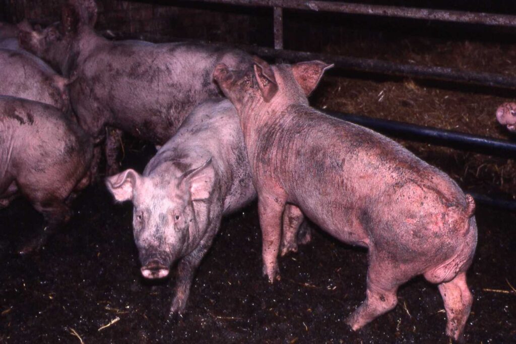 Шкірні хвороби свиней - 2