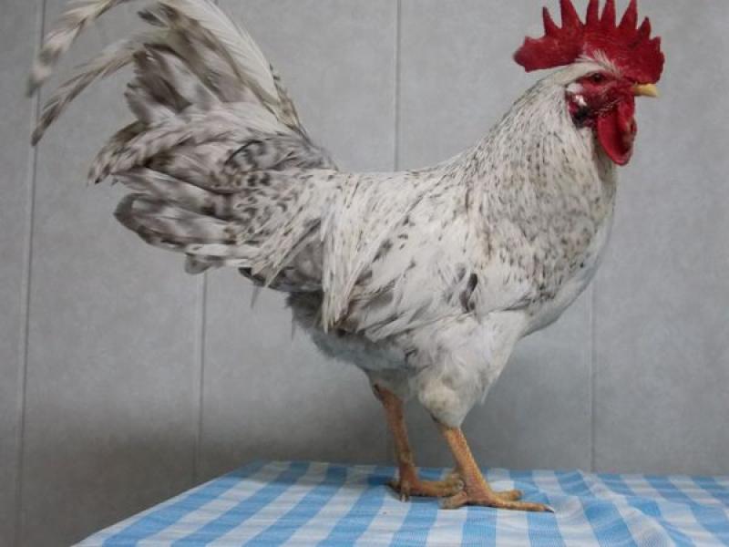 Бірківська барвиста