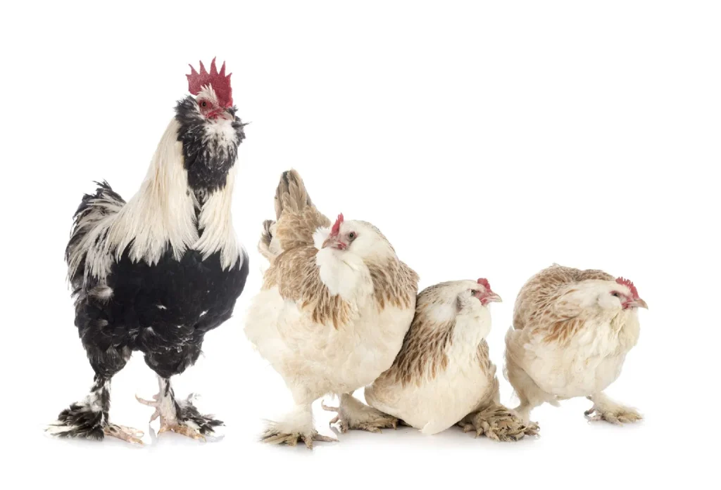 Фавероль кури