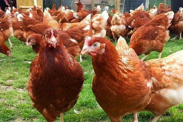 Хайсекс (Гайсекс Браун)