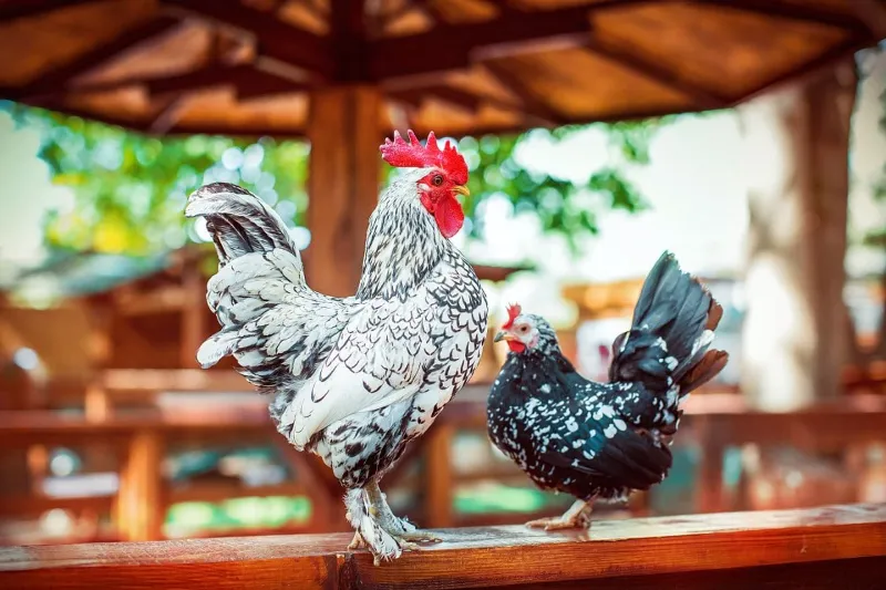 Кохінхін кури