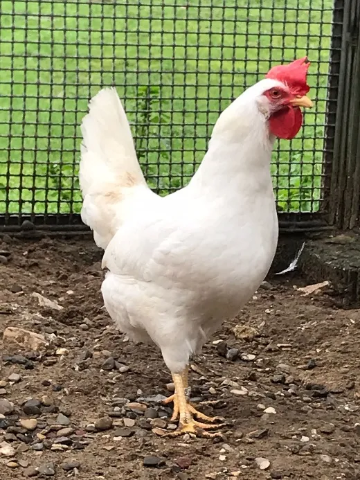 Леггорн (Легорн)