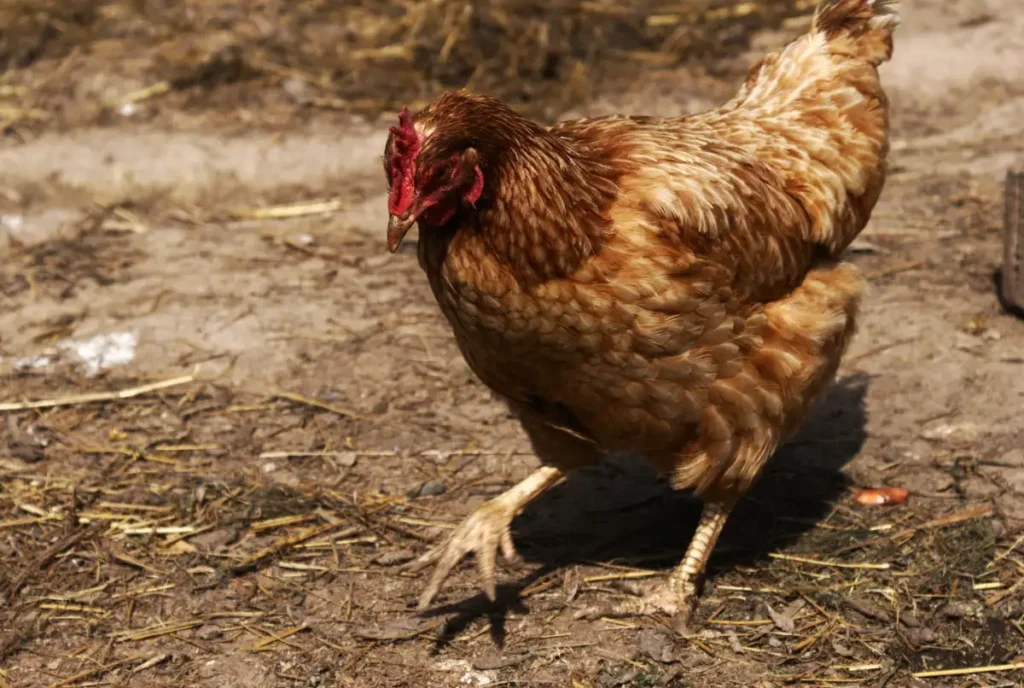 Ломан Браун