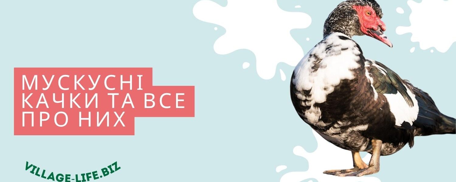 Мускусні качки та все про них