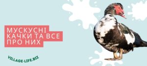 Мускусні качки: від диких прародичів до важких німецьких ліній - все про найдієтичніших качок