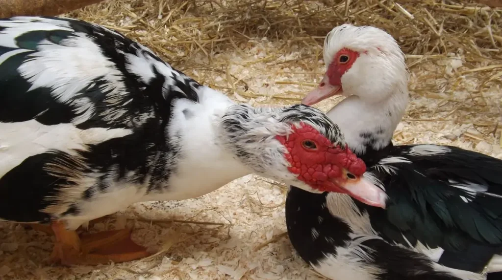 Мускусні качки важкої лінії