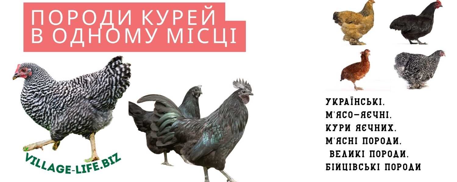 Породи курей в одному місці