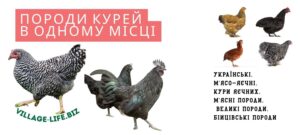 Породи курей: найкращі породи для вашого господарства
