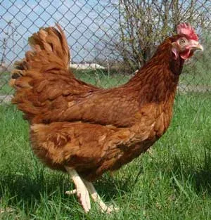 Слобожанська порода