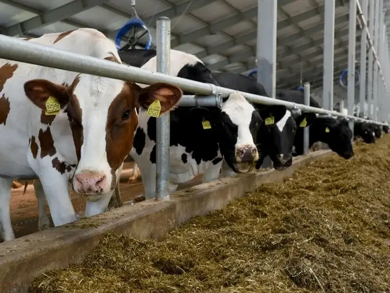 Як відкрити молочну ферму за 9 кроків