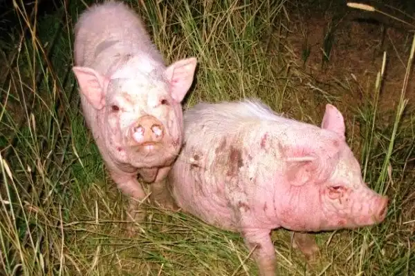 Шкірні хвороби свиней - Короста