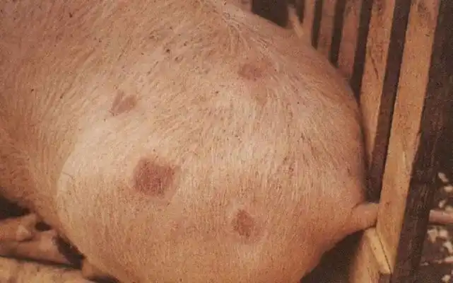 Шкірні хвороби свиней - Трихофітія (стригучий лишай)