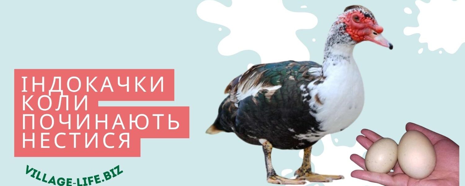 індокачки коли починають нестися