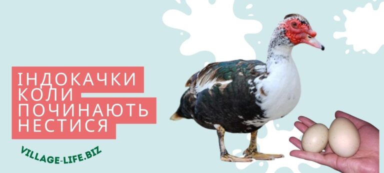 Індокачки несуться: коли чекати перше яйце і як отримати максимум