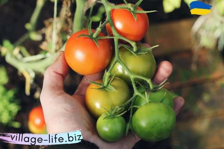 Як прискорити дозрівання томатів