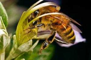 будова бджоли медоносної - їжа для бджіл