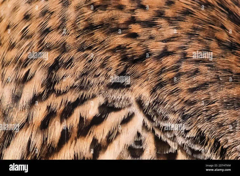 Фон з пір'я птахів крупним планом. Крило дикої качки