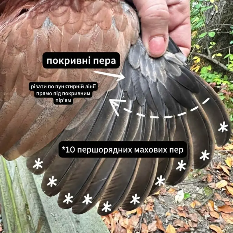 Обрізання крил — виключно курям