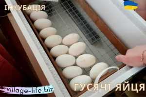 Інкубація Гусячих Яєць Від А до Я: таблиця, інкубатор, яйця, термін