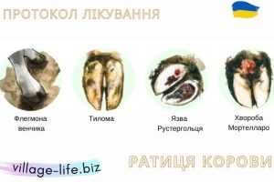 Протоколи лікування та обрізки ратиць корів: як впоратися з мортелларо та тилома