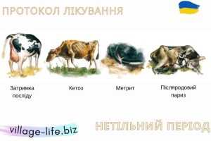 Протоколи лікування корів у новотільний період: як впоратися з кетозом у корів