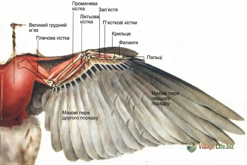 Анатомія крила качки