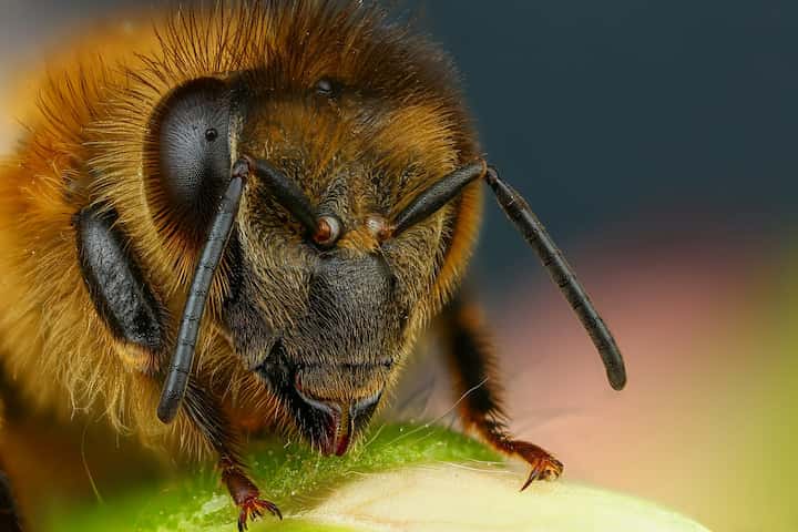 будова бджоли медоносної - слух 