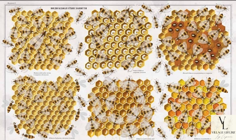 будова бджоли медоносної - види бджіл