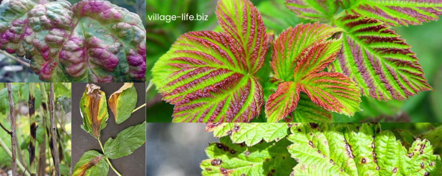 Пурпурова плямистість малини - Village Life