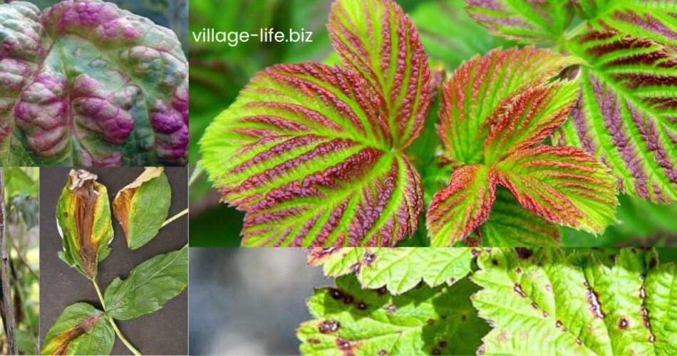 Пурпурова плямистість малини - Village Life