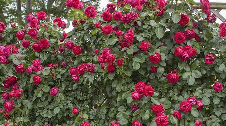 в'юнкі троянди - ред еден розе
