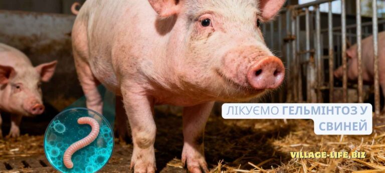 Глисти у поросят і свиней: як вивести в домашніх умовах та коли потрібна профілактика