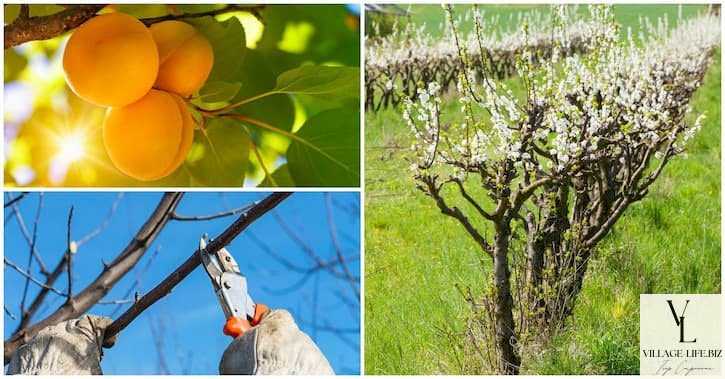 Календар обрізки плодових дерев - Обрізання абрикоси