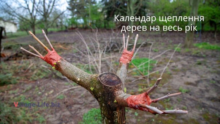 Місячний календар щеплення плодових на 2025: Важливі дати для вашого саду