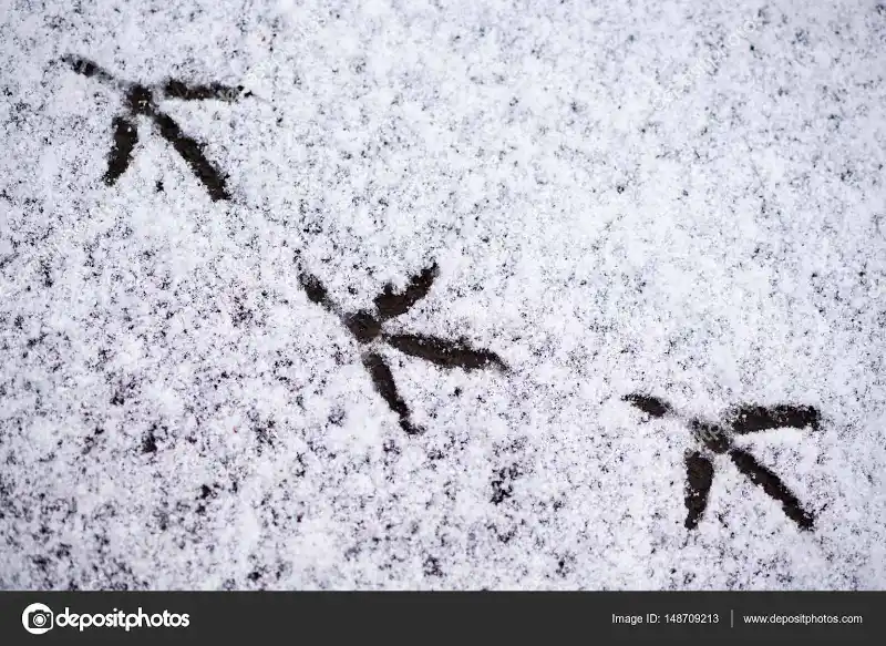 Фото слідів горобця на снігу