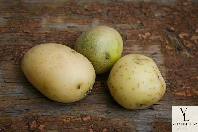 Позеленіла картопля - чим небезпечна зелена картопля