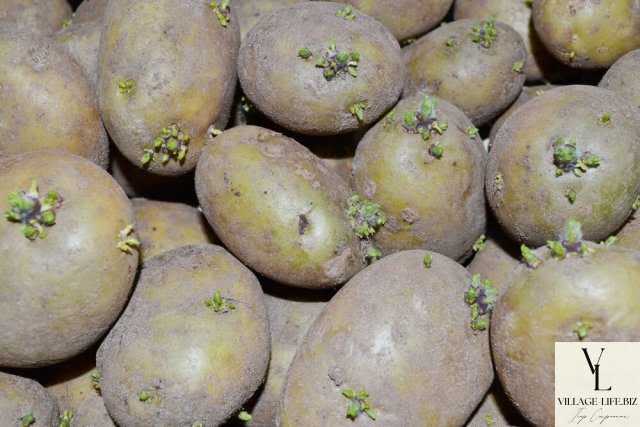 Позеленіла картопля - Чому зеленіє картопля?