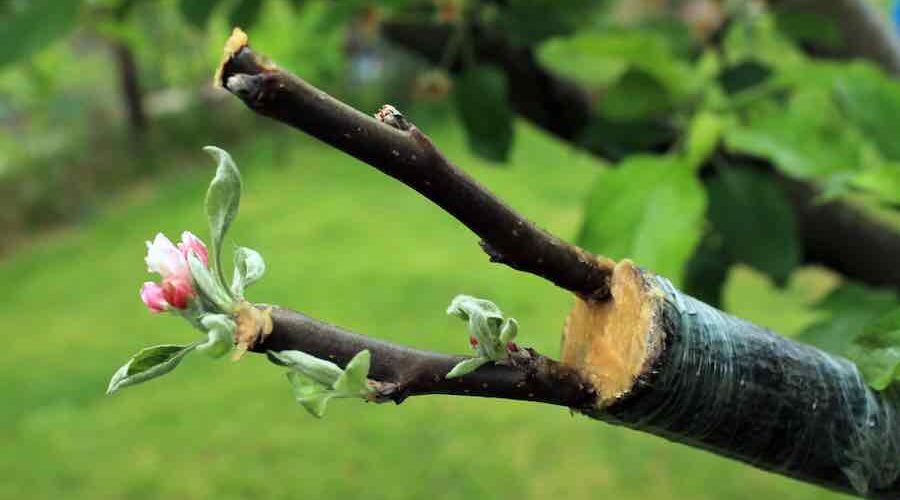 Календар щеплення дерев