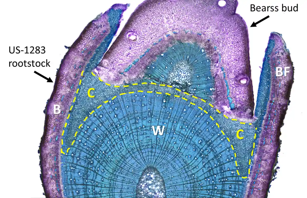 Схема щеплення