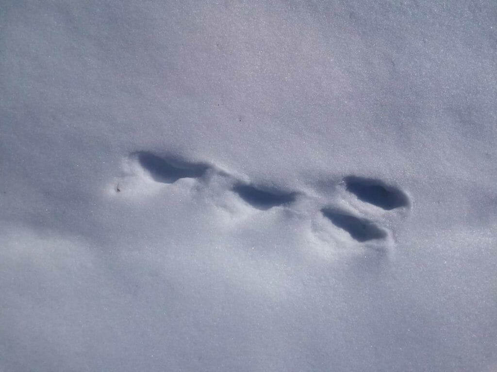 Сліди зайця на снігу