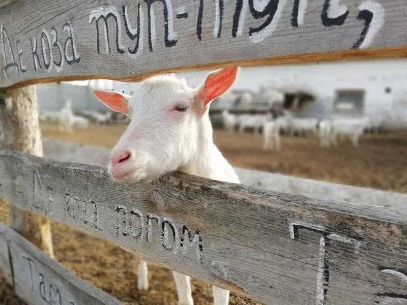Еко-ферма “Веселі козенята” - Де в Тернополі відпочити